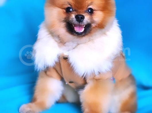 13 Aylık Erkek Pomeranian İzmir 