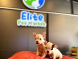 Beyaz French Bulldog Yavruları