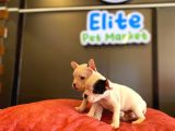 Beyaz French Bulldog Yavruları