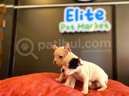 Beyaz French Bulldog Yavruları görsel