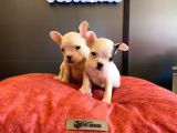 Beyaz french bulldog yavruları