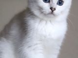 Yetişkin Üst Düzey Kalitede British Shorthair Silver Point Dişi