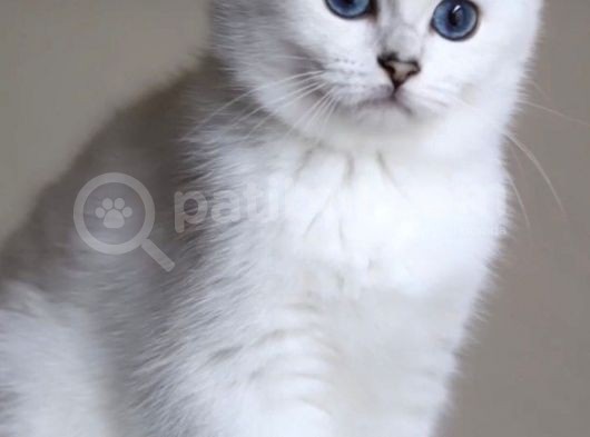 Yetişkin Üst Düzey Kalitede British Shorthair Silver Point Dişi görsel