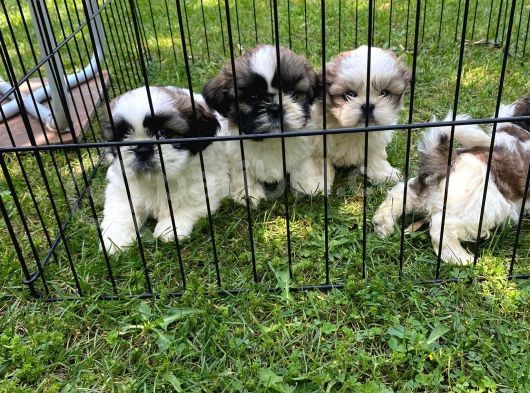 Vonalp Pet Garanti̇si̇yle Efsane Guzellikte Shi̇h Tzu Yavrular