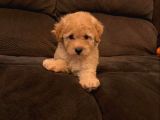 Baby Tatli Malti̇poo Yavrulari