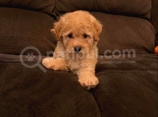 Baby Tatli Malti̇poo Yavrulari görsel