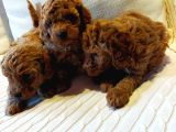 Çok Özel Tea Cup Kore Poodle Yavrular Garantili