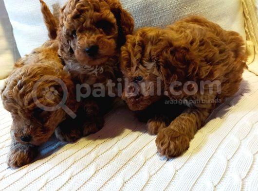 Çok Özel Tea Cup Kore Poodle Yavrular Garantili görsel
