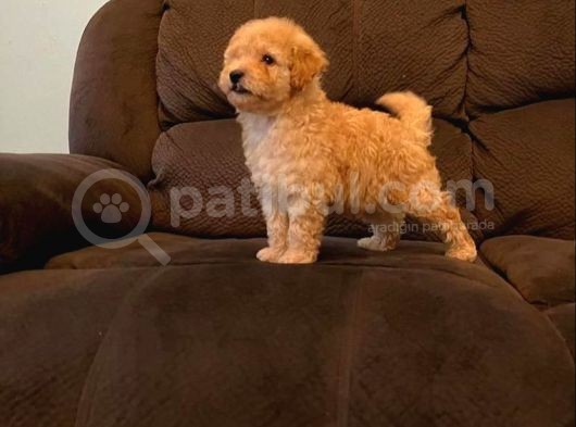 Baby Tatli Malti̇poo Yavrulari görsel