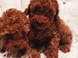 Çok Özel Tea Cup Kore Poodle Yavrular Garantili