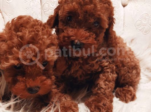 Çok Özel Tea Cup Kore Poodle Yavrular Garantili görsel