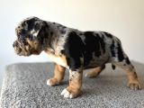 Exotic Bully Tri Merle