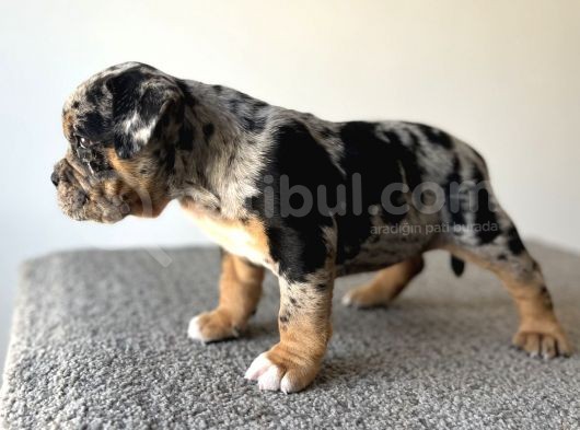 Exotic Bully Tri Merle görsel