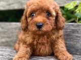 Wc Eğitimli En Güzel Toy Poodle Yavrularımız