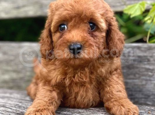 Wc Eğitimli En Güzel Toy Poodle Yavrularımız görsel