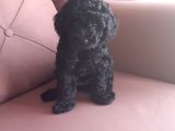 Siyah Toy Poodle