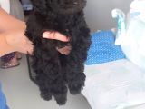 Siyah Toy Poodle