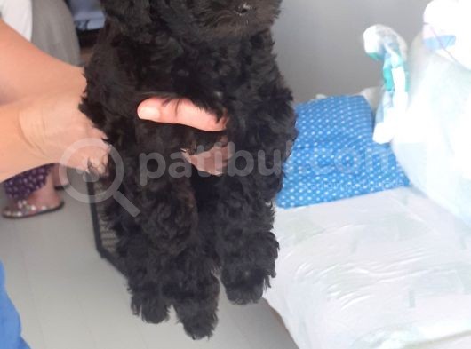 Siyah Toy Poodle görsel