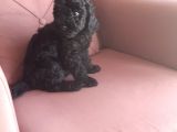 Siyah Toy Poodle