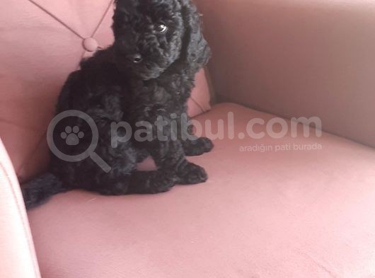 Siyah Toy Poodle görsel