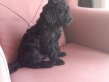 Siyah Toy Poodle