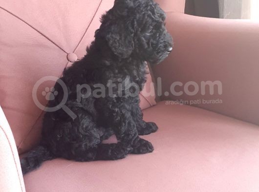 Siyah Toy Poodle görsel