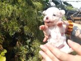 Teacup  maltese terrier  yavrularımız