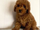 Safkan A Kali̇te Toy Poodle Yavrulari