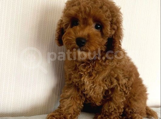 Safkan A Kali̇te Toy Poodle Yavrulari görsel