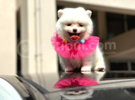Mini Dişi Orjinal Pomerian