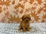 TOY POODLE KALİTESİNDE MALTİPOO YAVRULARI