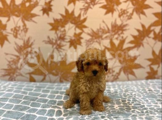 Toy Poodle Kali̇tesi̇nde Malti̇poo Yavrulari