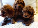 Çok Özel Tea Cup Kore Poodle Yavrular Garantili