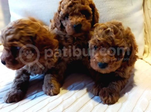 Çok Özel Tea Cup Kore Poodle Yavrular Garantili görsel