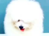 Beyaz terrier 