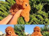 Wc Eğitimli En Güzel Toy Poodle Yavrularımız