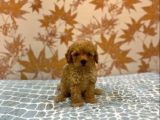 Toy Poodle Kali̇tesi̇nde Malti̇poo Yavrulari