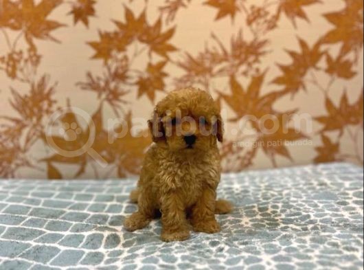 Toy Poodle Kali̇tesi̇nde Malti̇poo Yavrulari görsel