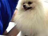 Dünya Tatlısı Pomerian Yavrumuz