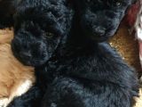 Siyah Toy poodle