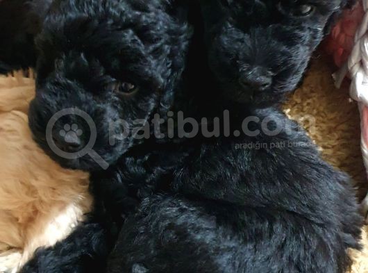 Siyah Toy Poodle