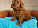 Wc Eğitimli En Güzel Toy Poodle Yavrularımız