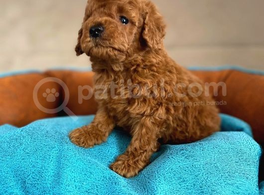Wc Eğitimli En Güzel Toy Poodle Yavrularımız görsel