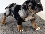 Exotic Bully Tri Merle