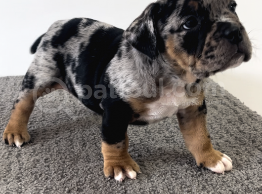 Exotic Bully Tri Merle