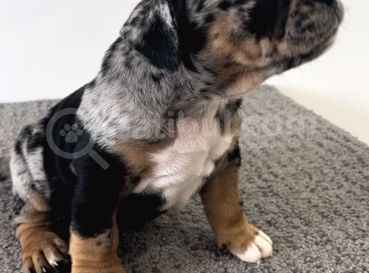 Exotic Bully Tri Merle görsel