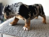 Exotic Bully Tri Merle