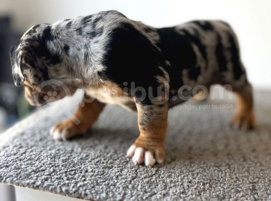 Exotic Bully Tri Merle görsel