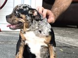 Exotic Bully Tri Merle