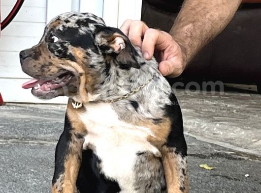 Exotic Bully Tri Merle görsel